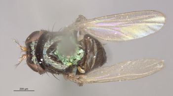 Media type: image;   Entomology 11142 Aspect: habitus dorsal view